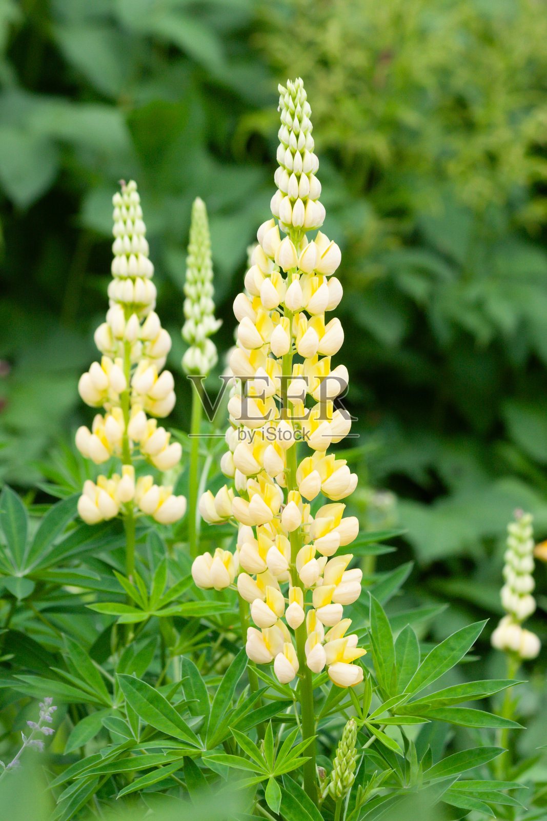 可爱的羽扇豆生长在乡村花园，高大的淡黄色的羽扇豆花头是任何花园的美丽补充。照片摄影图片