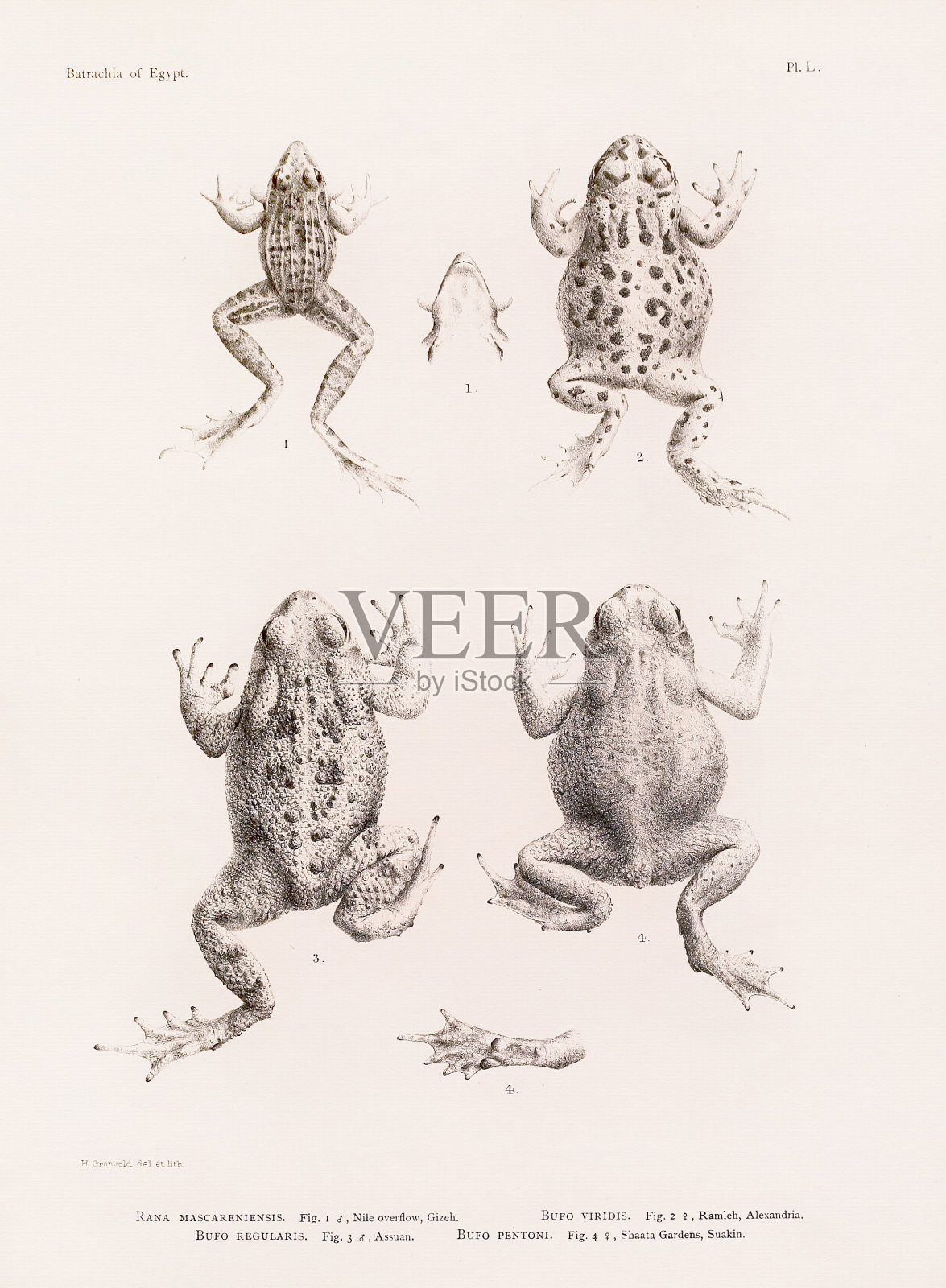 复古青蛙插图。北非动物学图版。大约在1890年插画图片素材