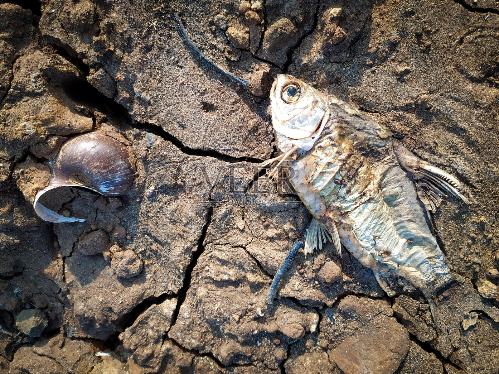 干旱照片摄影图片