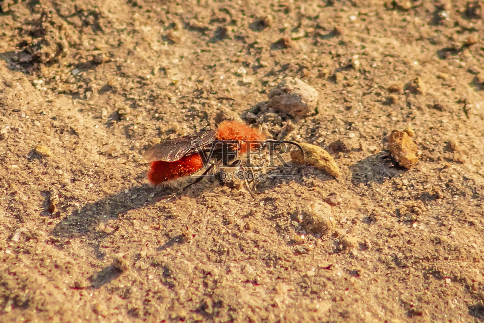 红丝绒蚁蜂，又称杀牛蜂照片摄影图片
