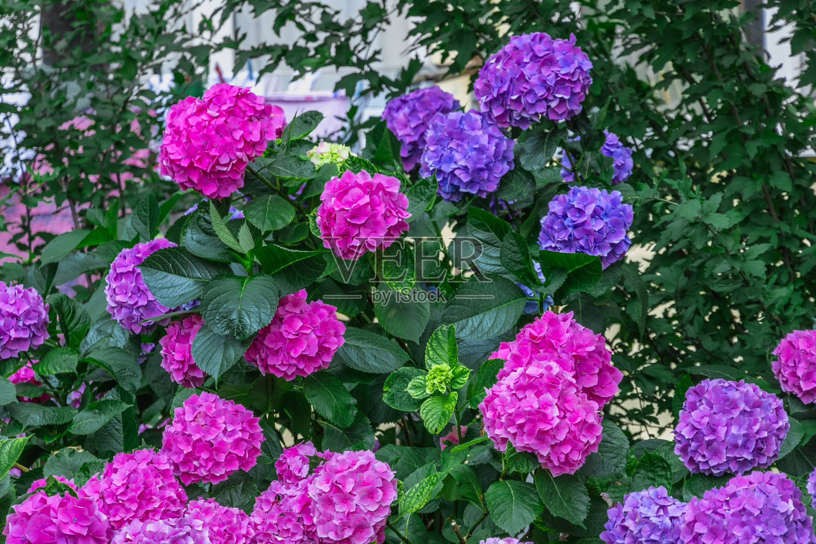 大叶绣球花的蓝粉色花。照片摄影图片