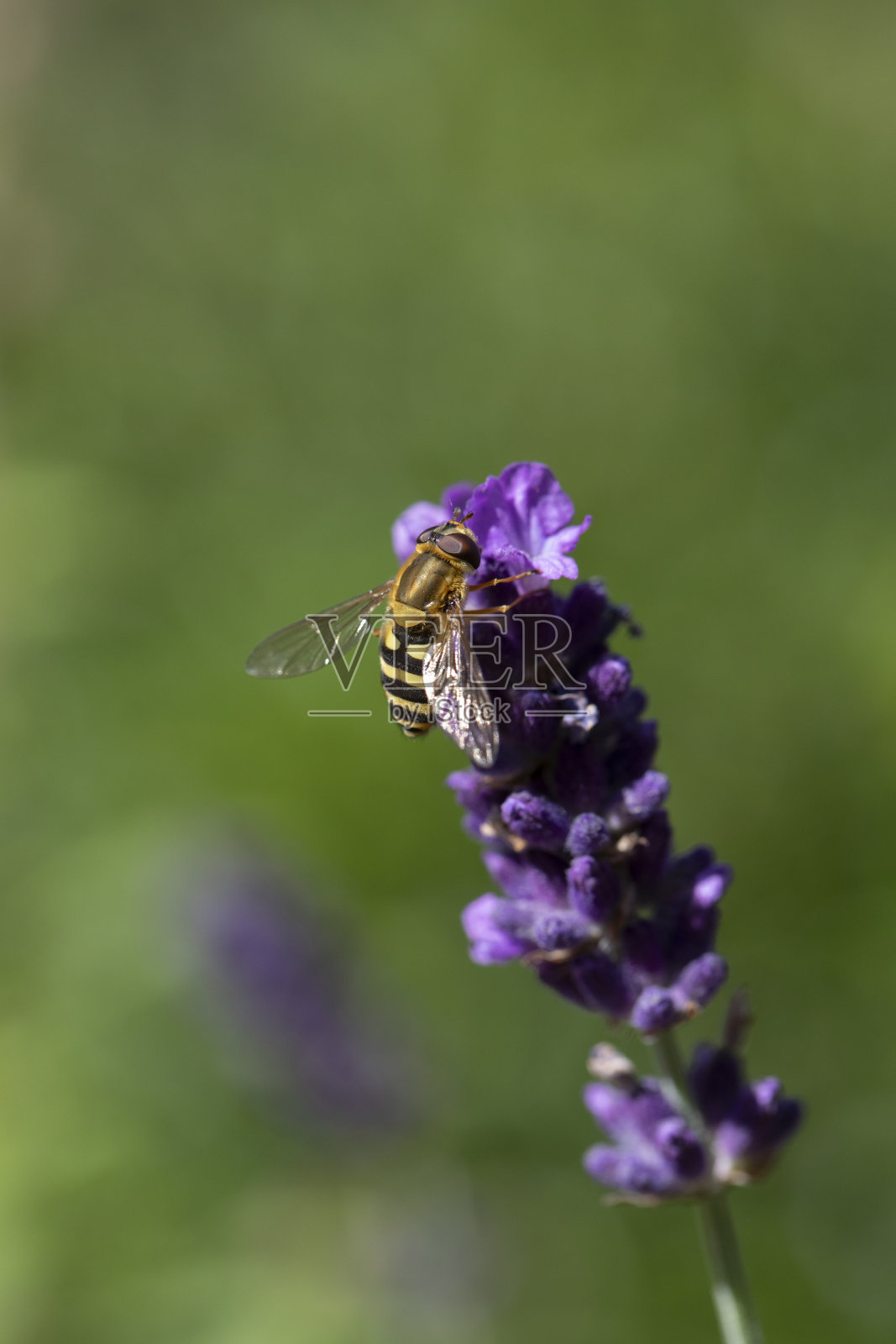 绿色背景下的薰衣草花照片摄影图片