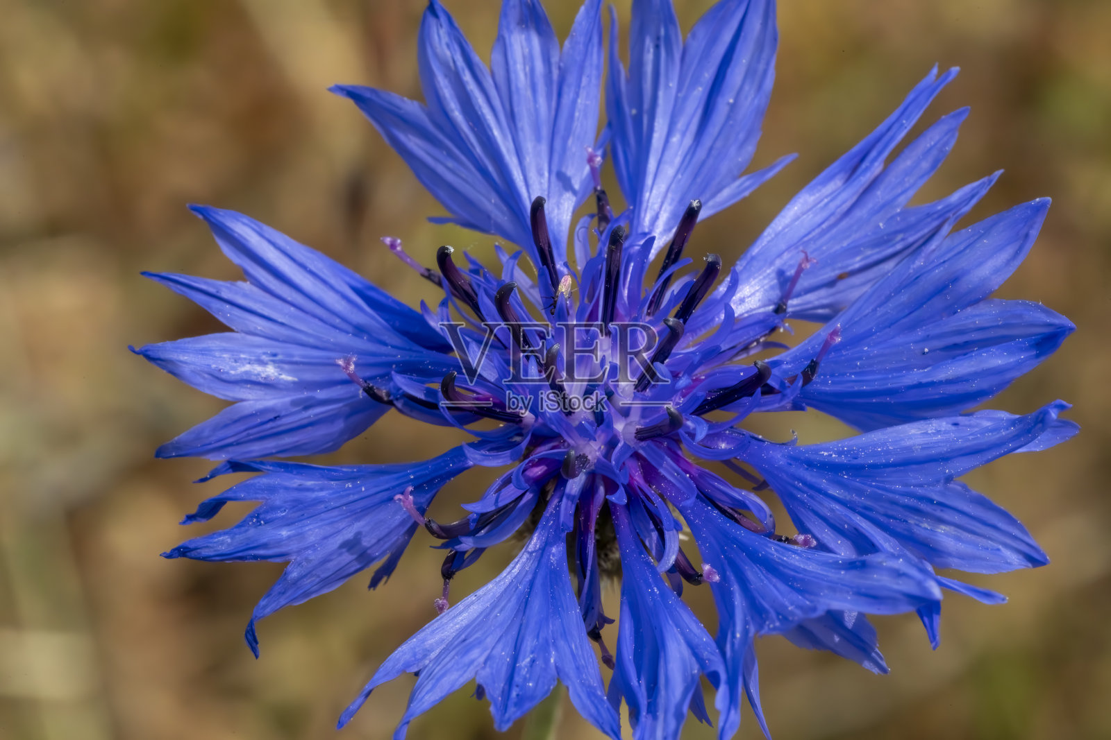 英国乡村花园里的矢车菊照片摄影图片