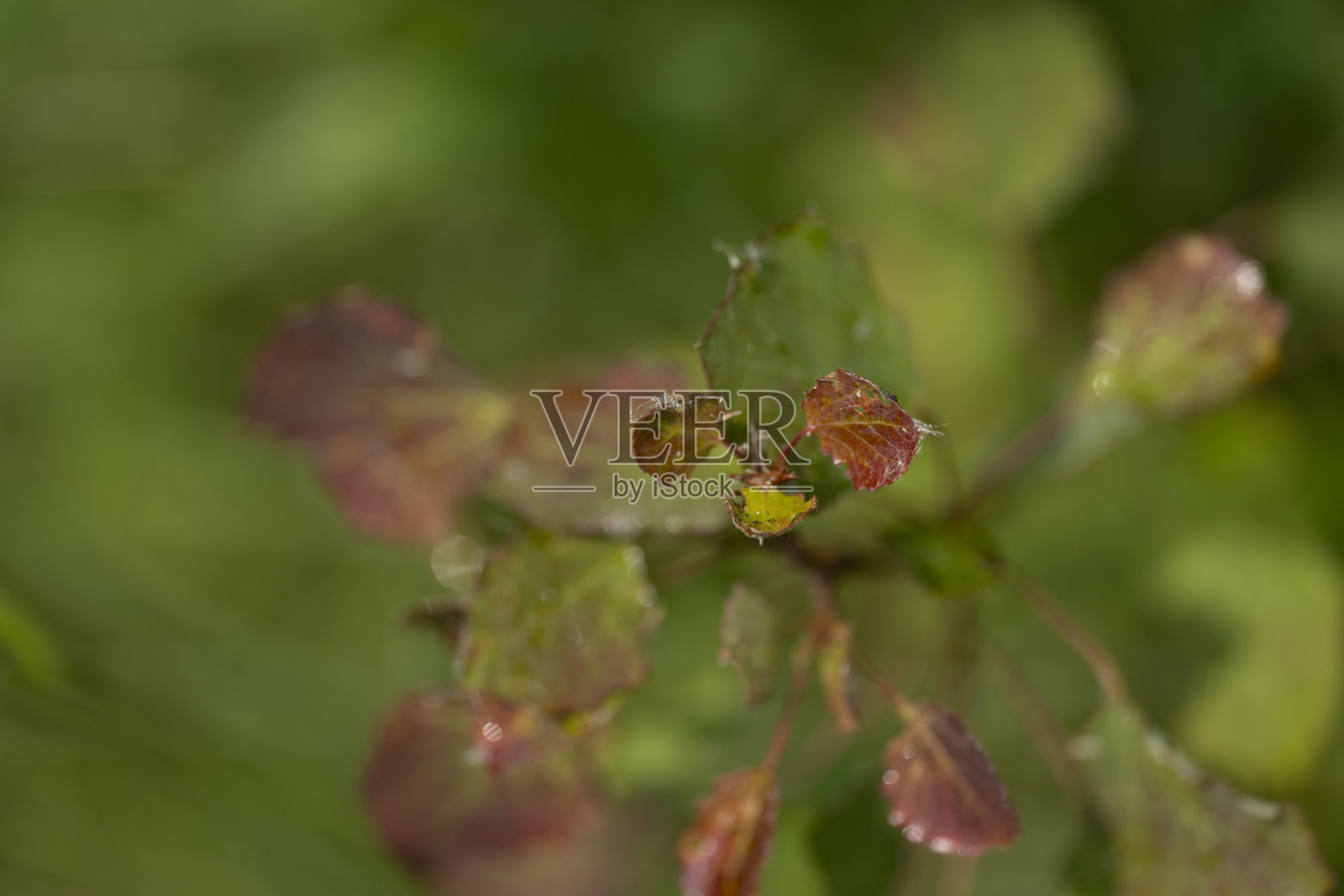 山毛榉树在春天生长照片摄影图片