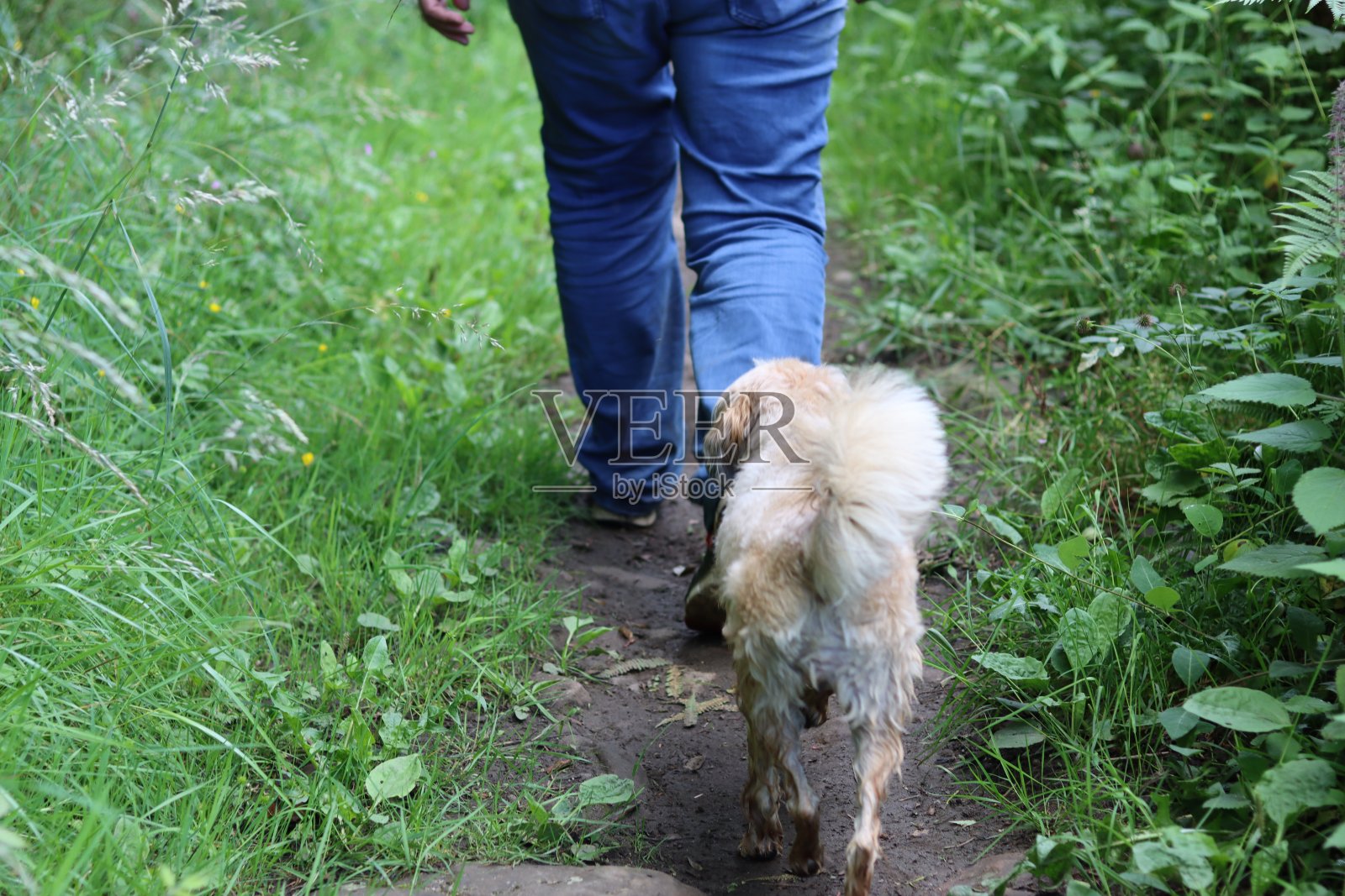 小狗在乡间散步，跟在主人后面照片摄影图片