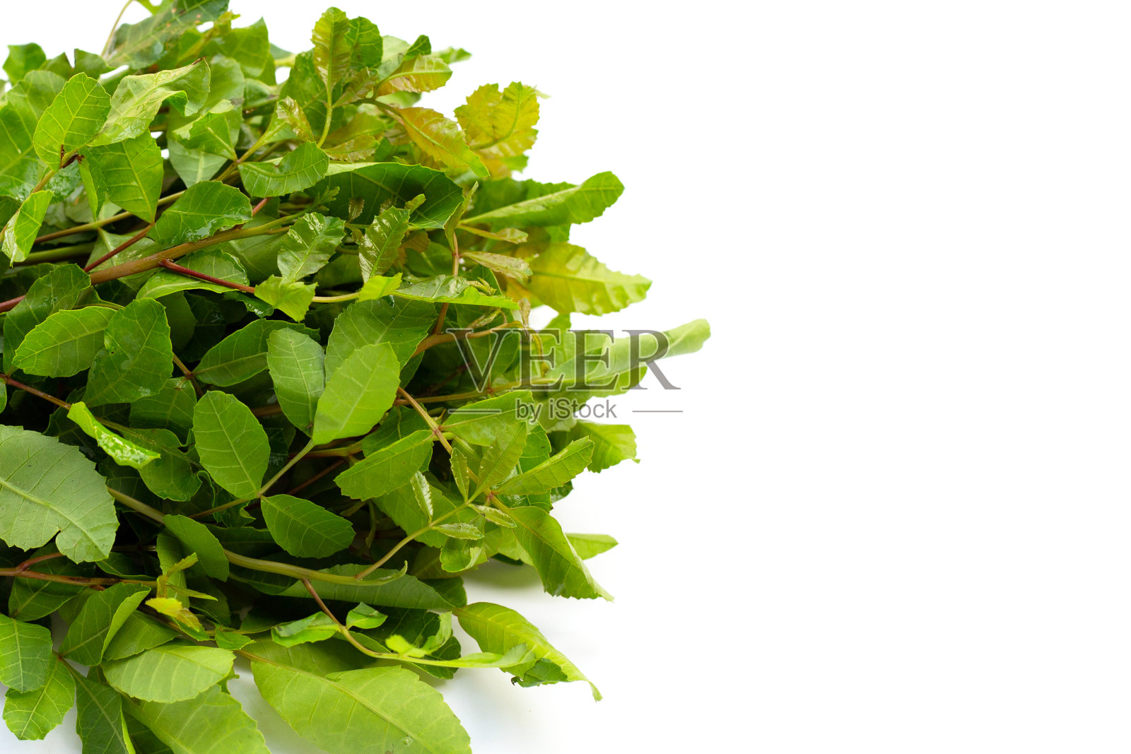 白色背景上的巴西胡椒树叶子。照片摄影图片