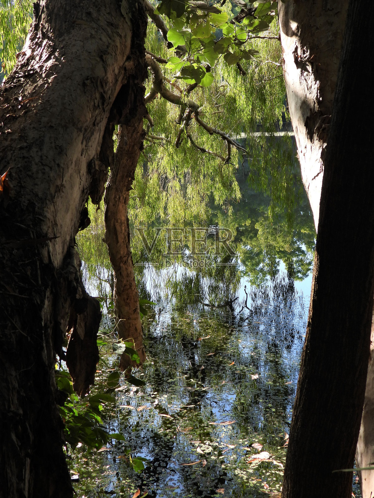 树反射照片摄影图片