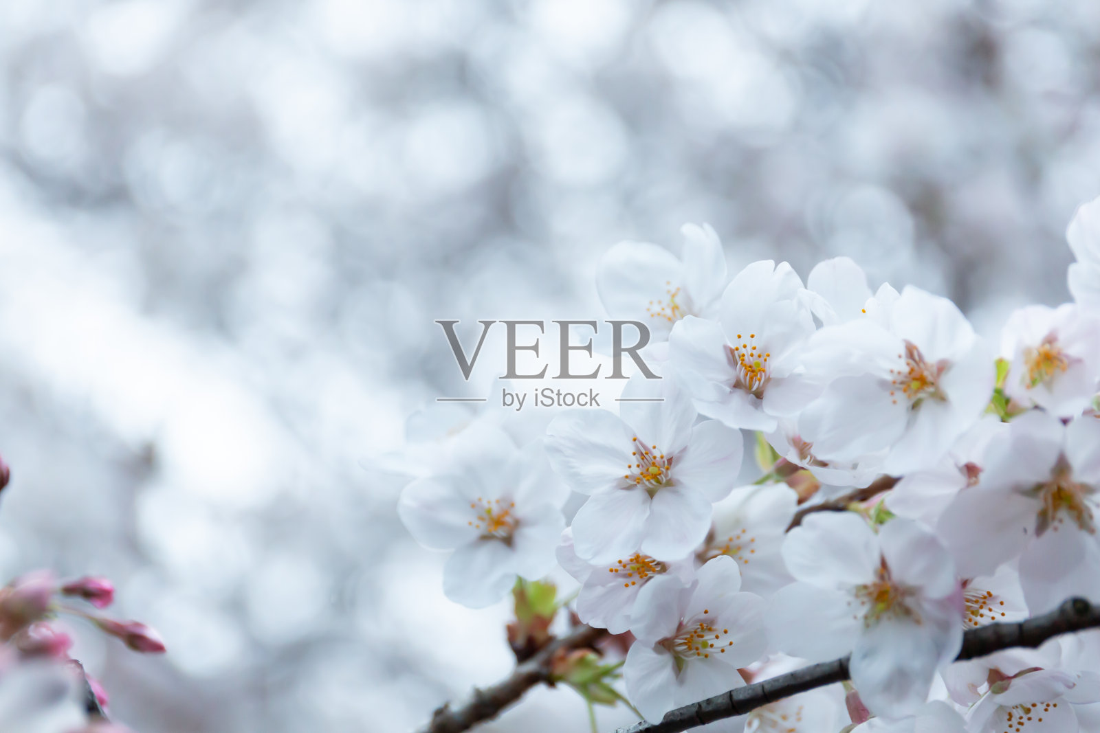 日本樱花照片摄影图片