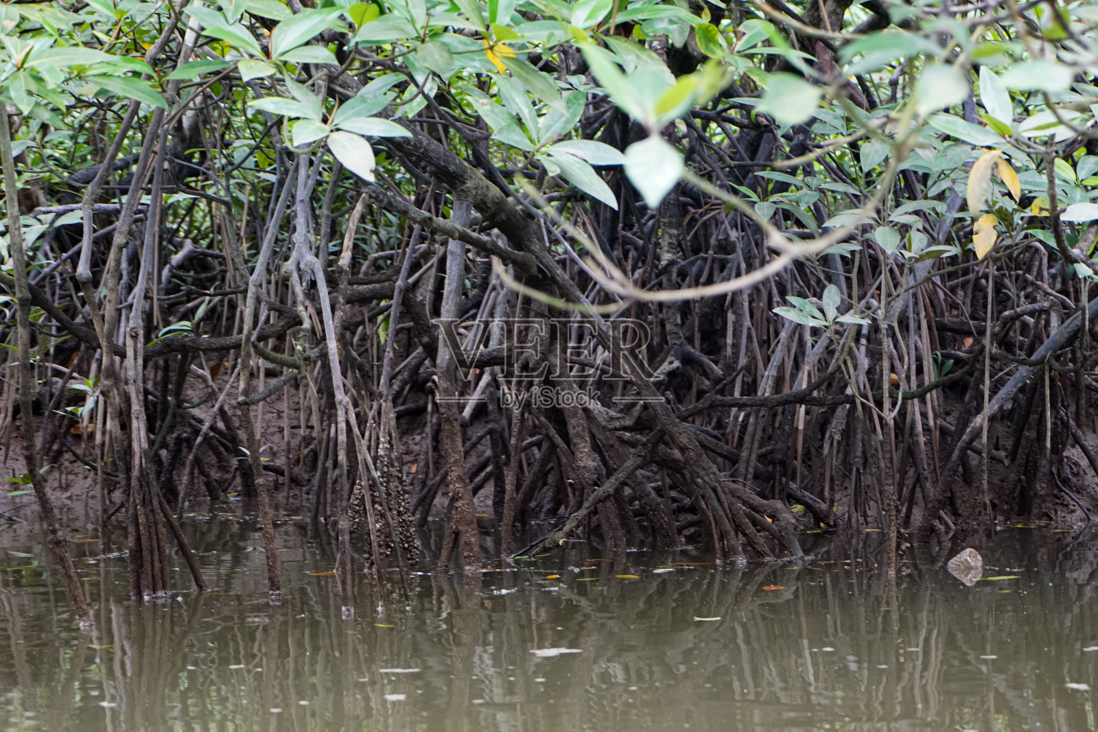 红树林照片摄影图片
