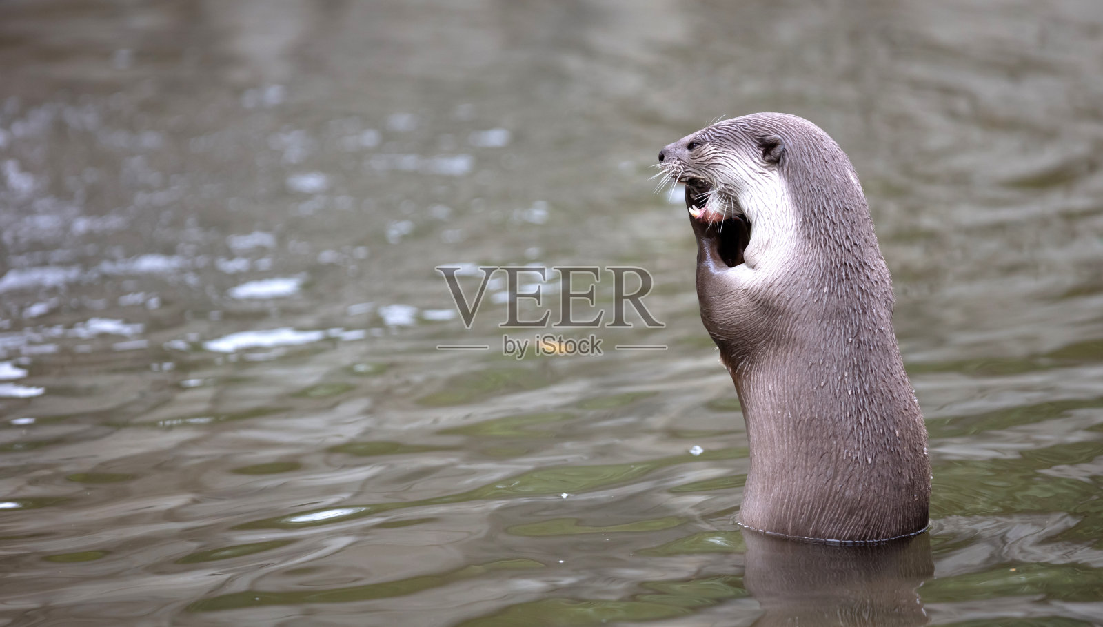 水獭在水里吃鱼照片摄影图片