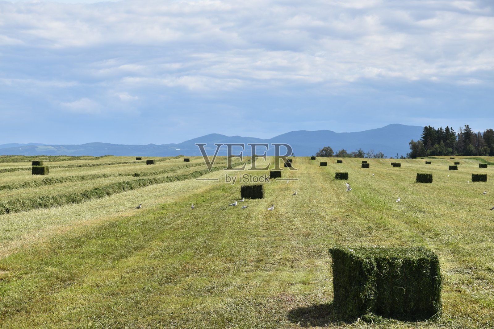 联合国的冠军照片摄影图片