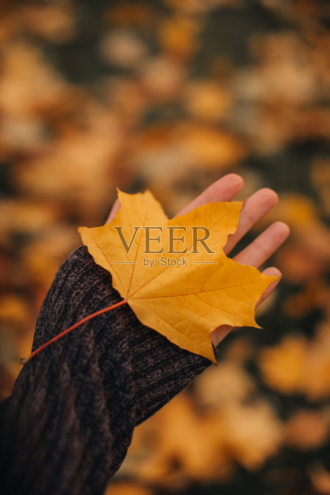 女性手中握着一片飘落的嫩黄枫叶。秋天的自然背景。照片摄影图片