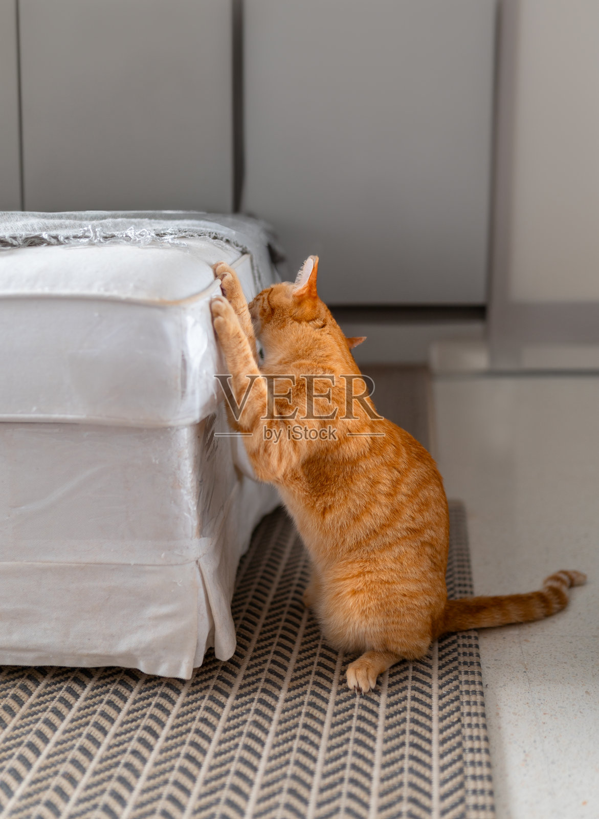 棕色虎斑猫在白色沙发上磨指甲。垂直组成照片摄影图片