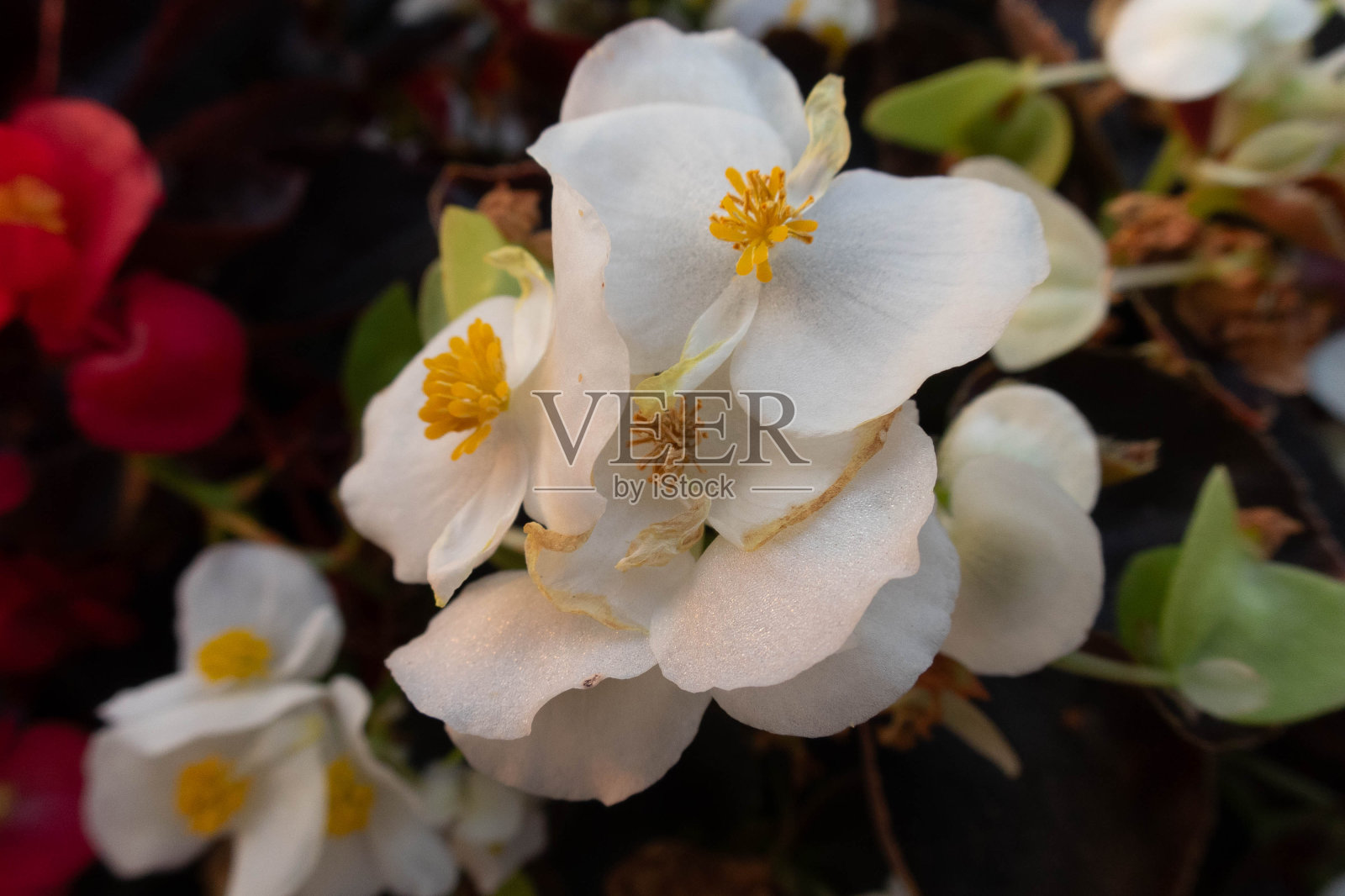 花照片摄影图片