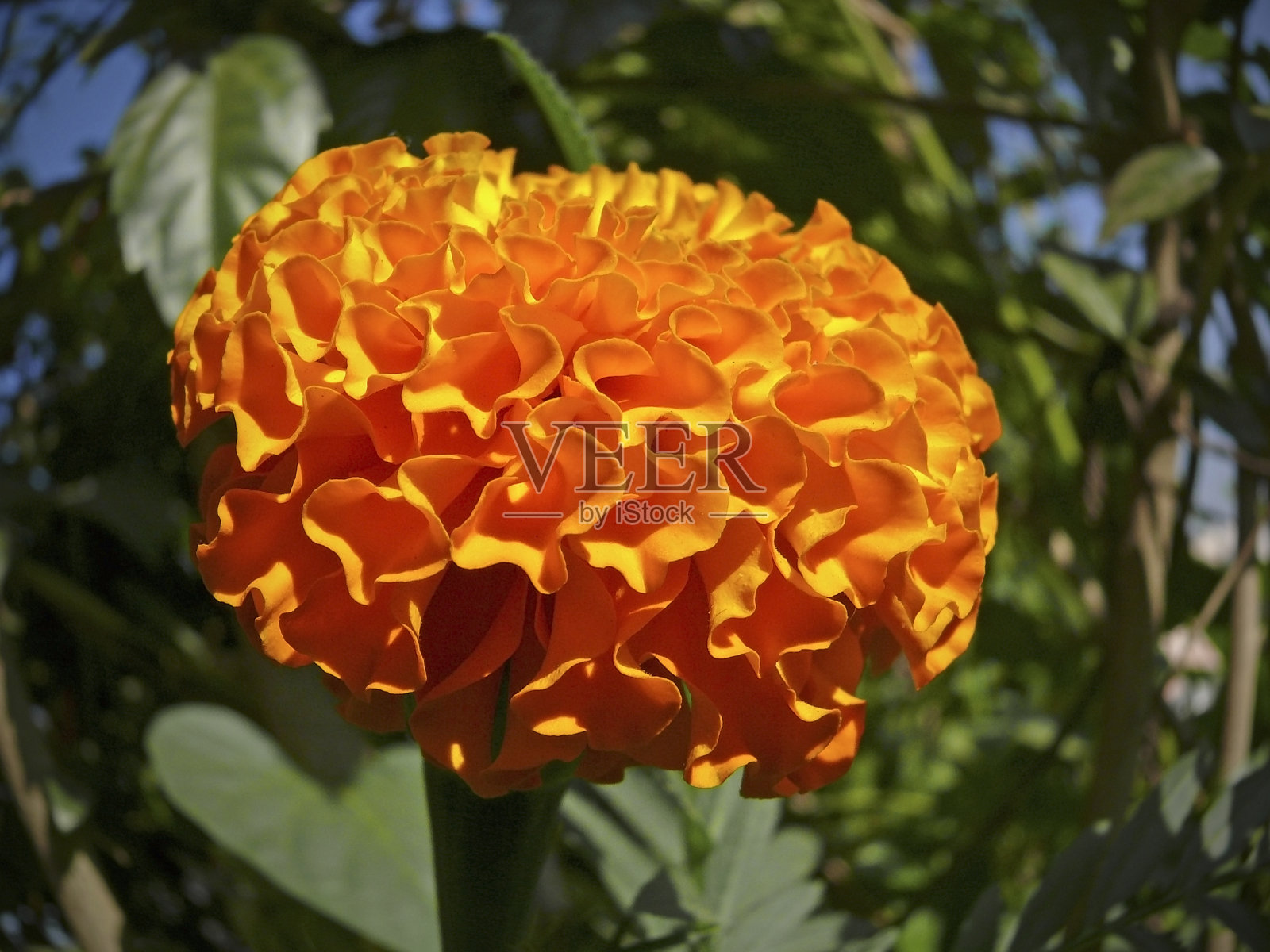 橙金盏花照片摄影图片