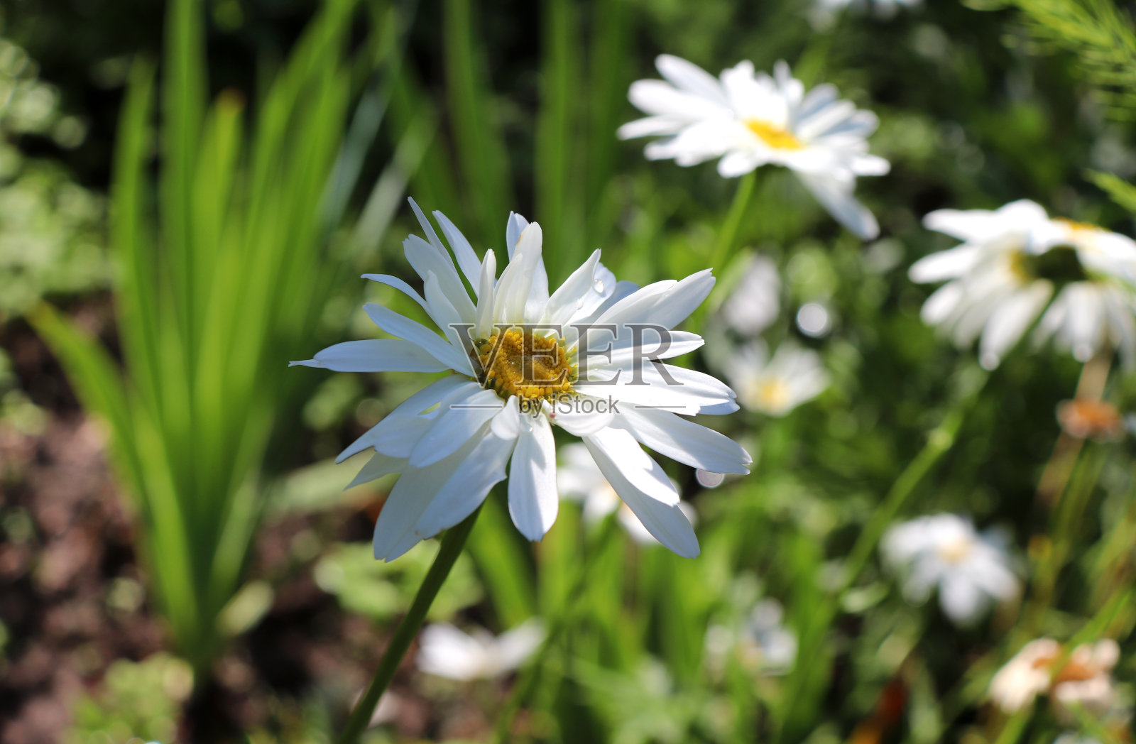 甘菊带着雨点在心上和花瓣上照片摄影图片