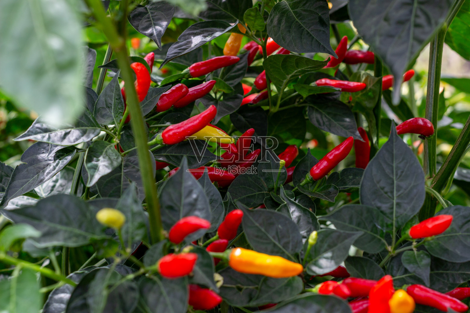 塔巴斯科辣椒照片摄影图片