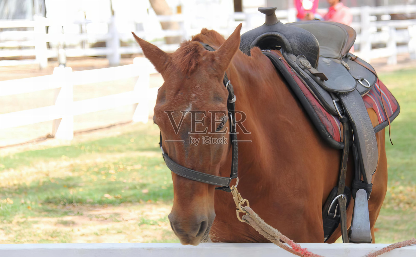 一张照片，一匹带着马鞍的马站在围栏里，一匹带着马鞍的马站在白色围栏前。照片摄影图片