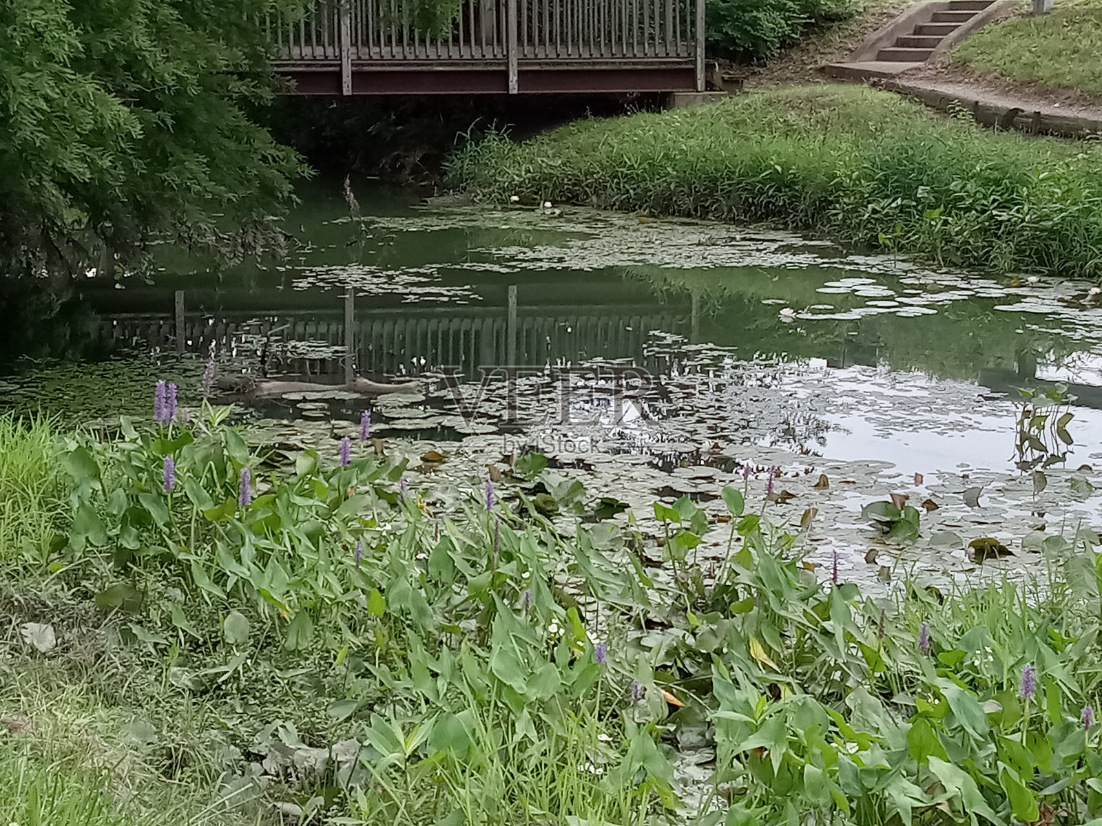 Lillypad照片摄影图片