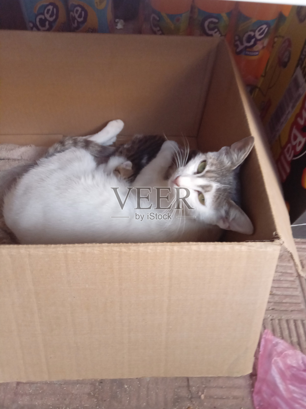 街猫照片摄影图片