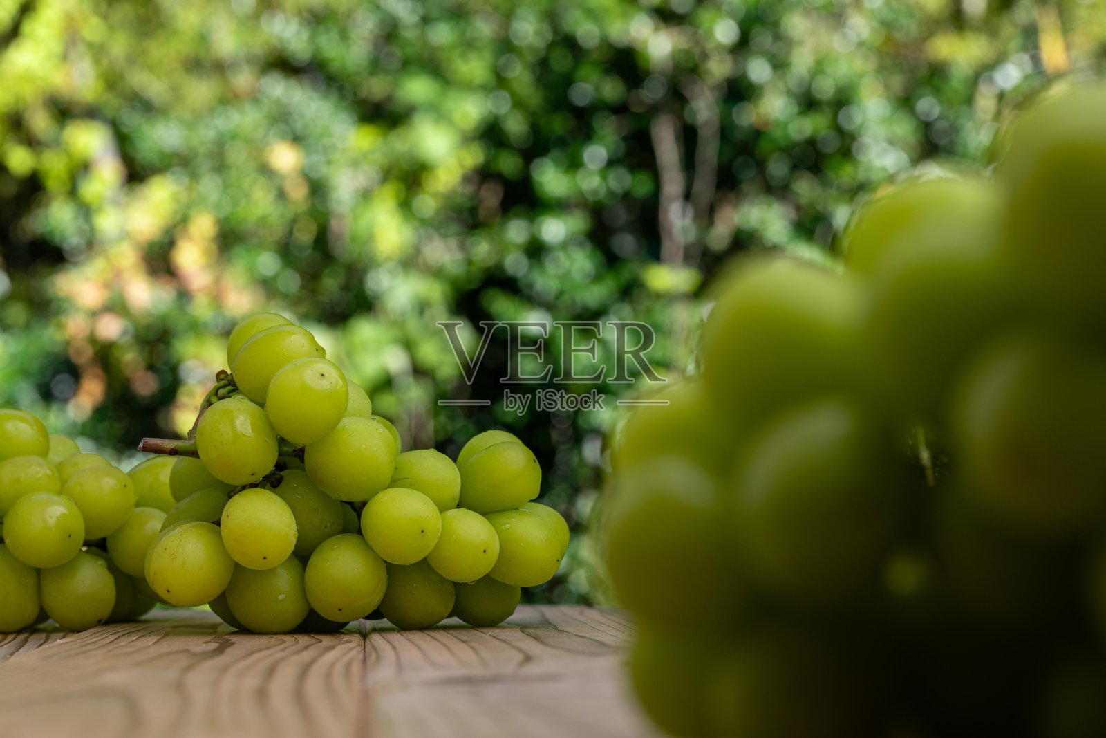 船上的麝香葡萄，森林背景照片。照片摄影图片