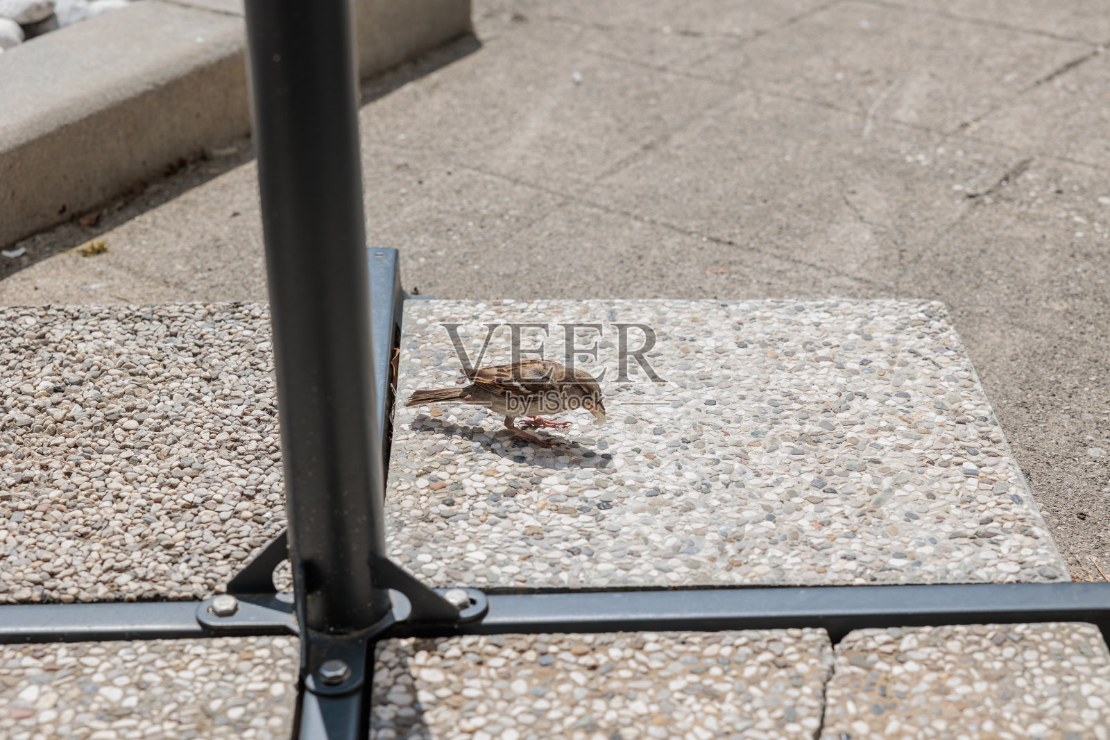 普通的小鸟在白天吃一点面包屑照片摄影图片