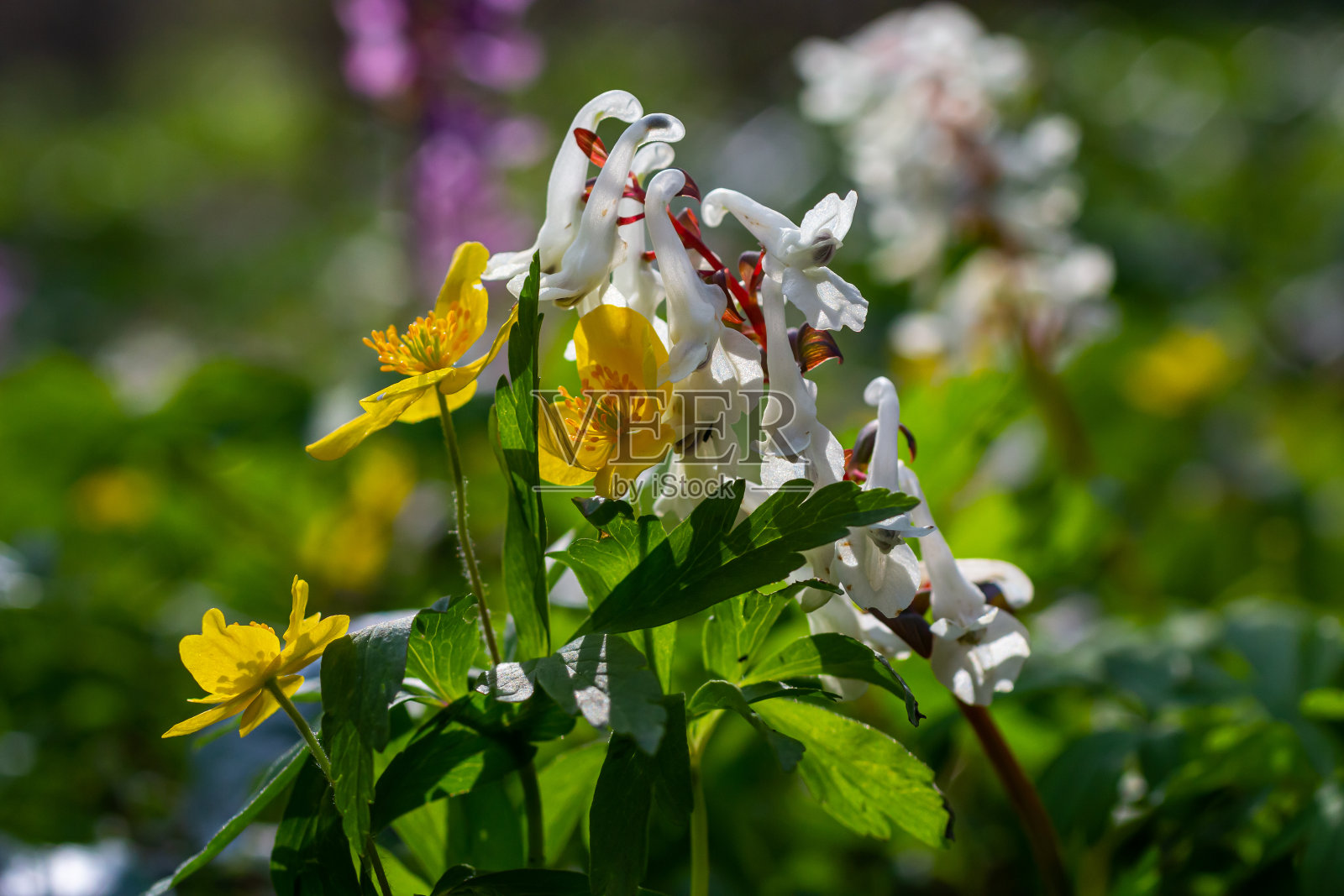 紫堇属之植物。开发延胡索。紫罗兰花林在春天盛开。春天的第一朵花，紫色的。自然界的野生延胡索照片摄影图片