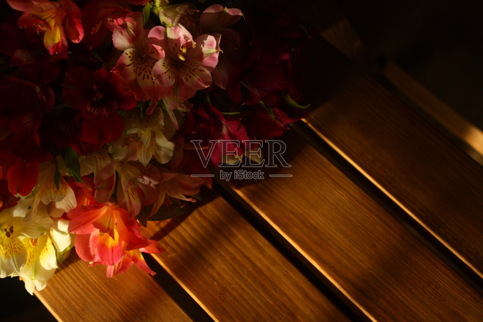 五颜六色的小苍兰花照片摄影图片