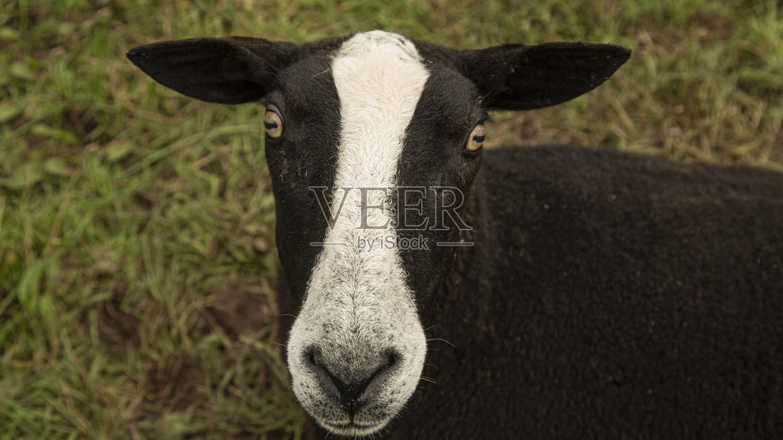 雄性威尔士山羊试图亲吻相机。照片摄影图片