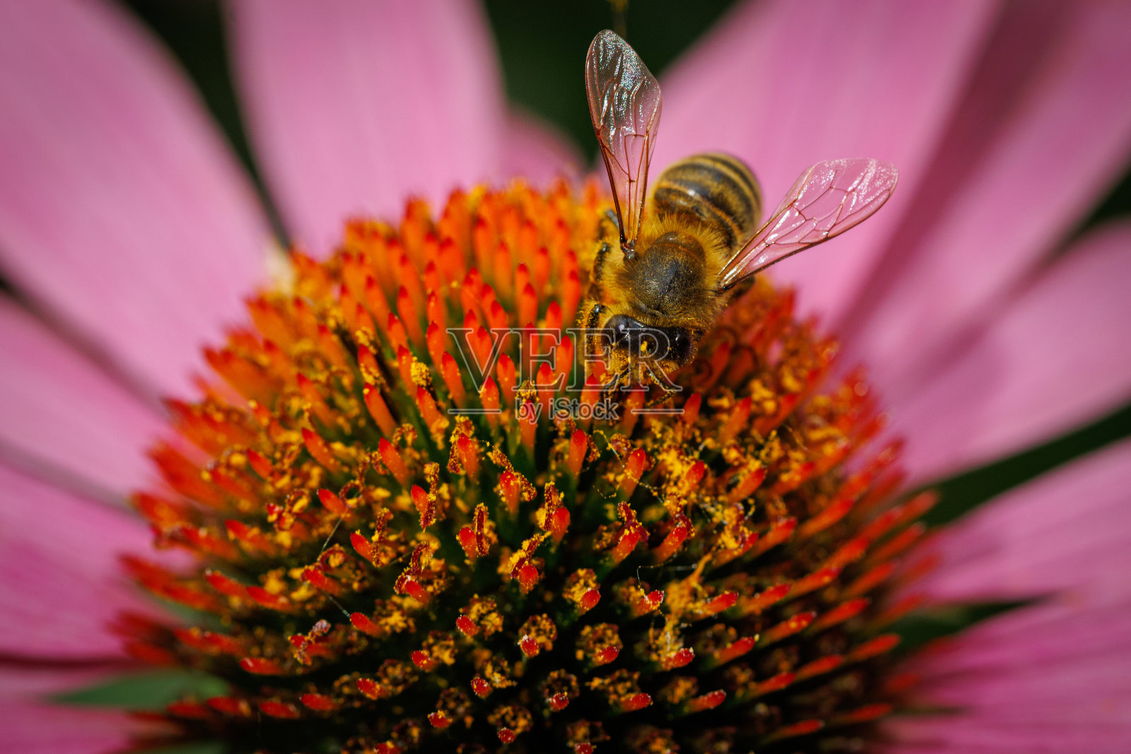 盛开的紫色紫锥菊花的绿色背景与蜜蜂。照片摄影图片