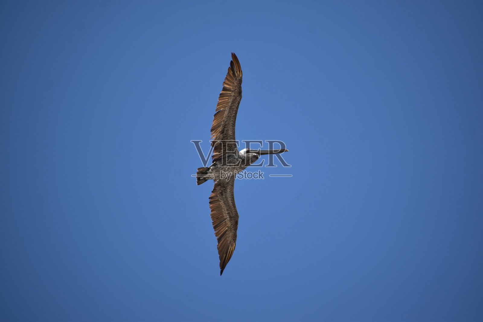 德克萨斯州休斯顿加尔维斯顿海滩上一只鹈鹕的飞行肖像照片摄影图片