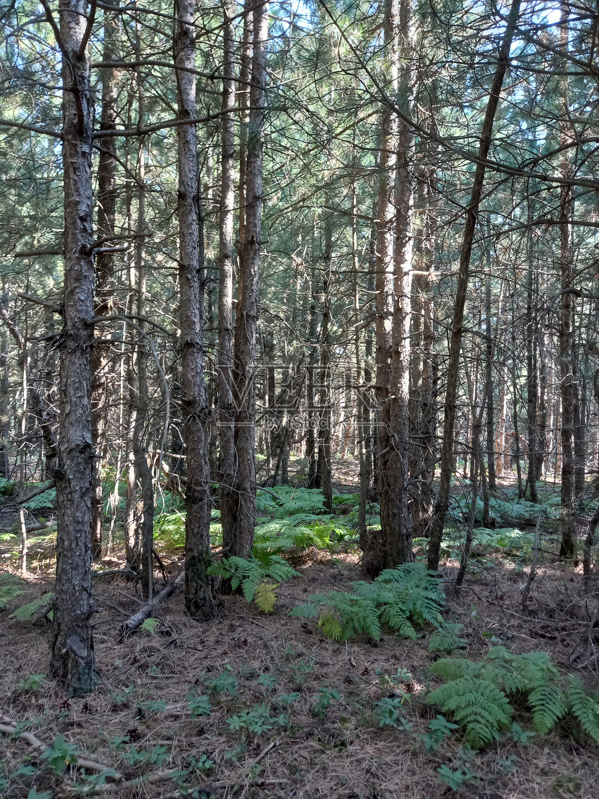 İsterim又是奥曼狗狗照片摄影图片