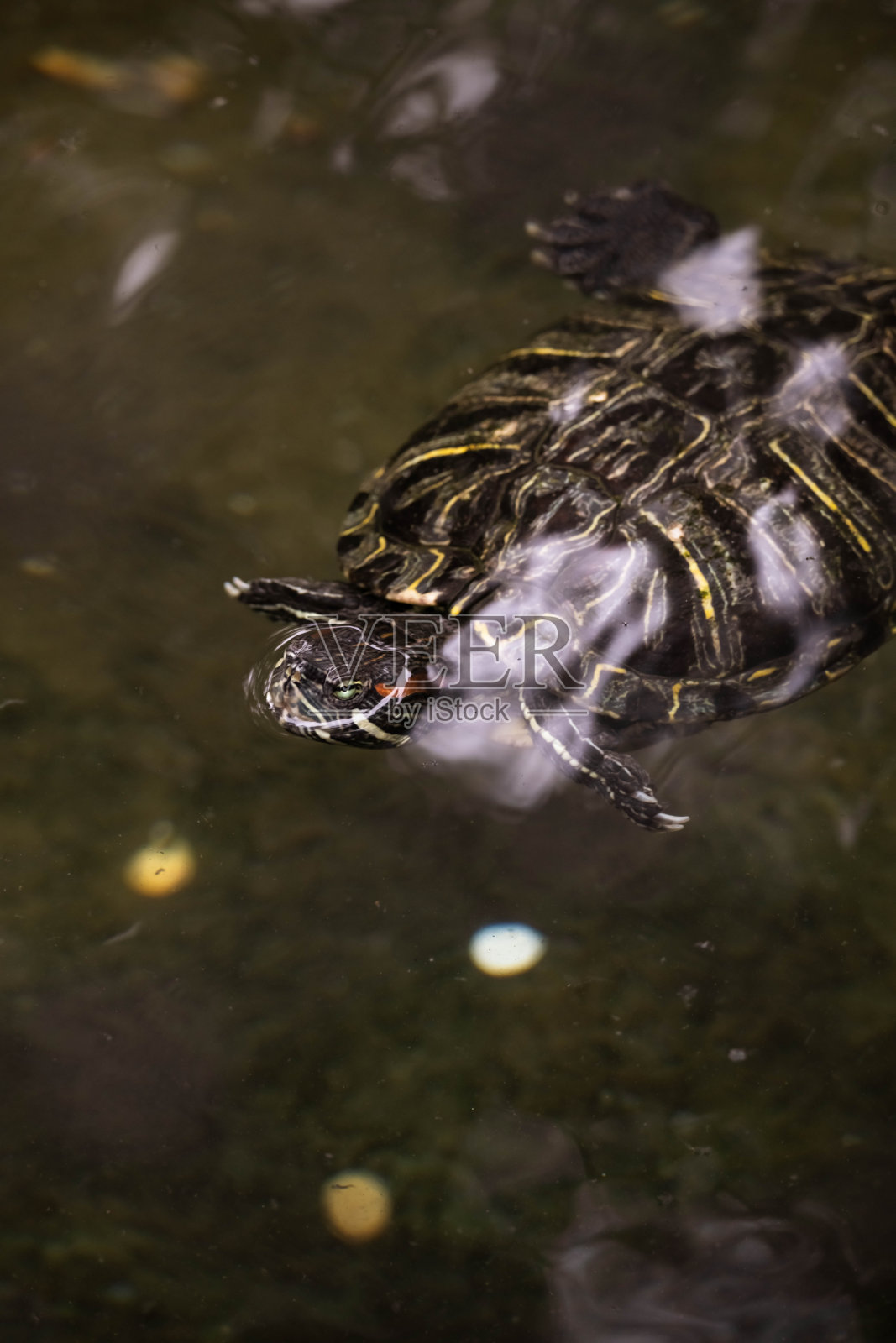 水里的乌龟照片摄影图片