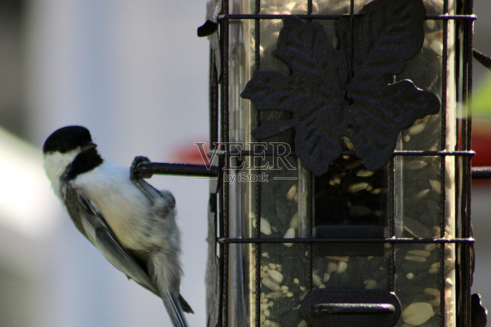 山雀照片摄影图片