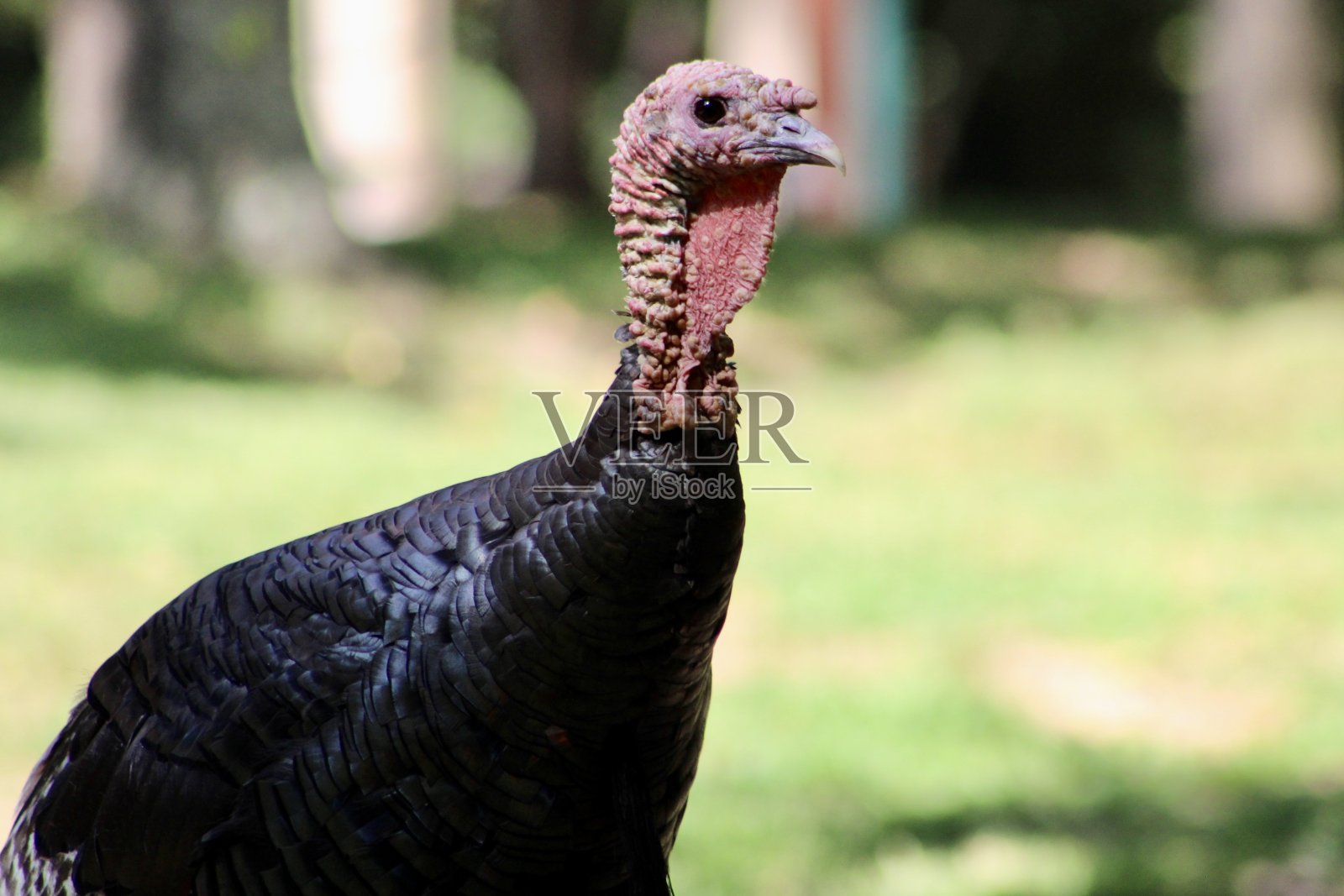 野生火鸡照片摄影图片