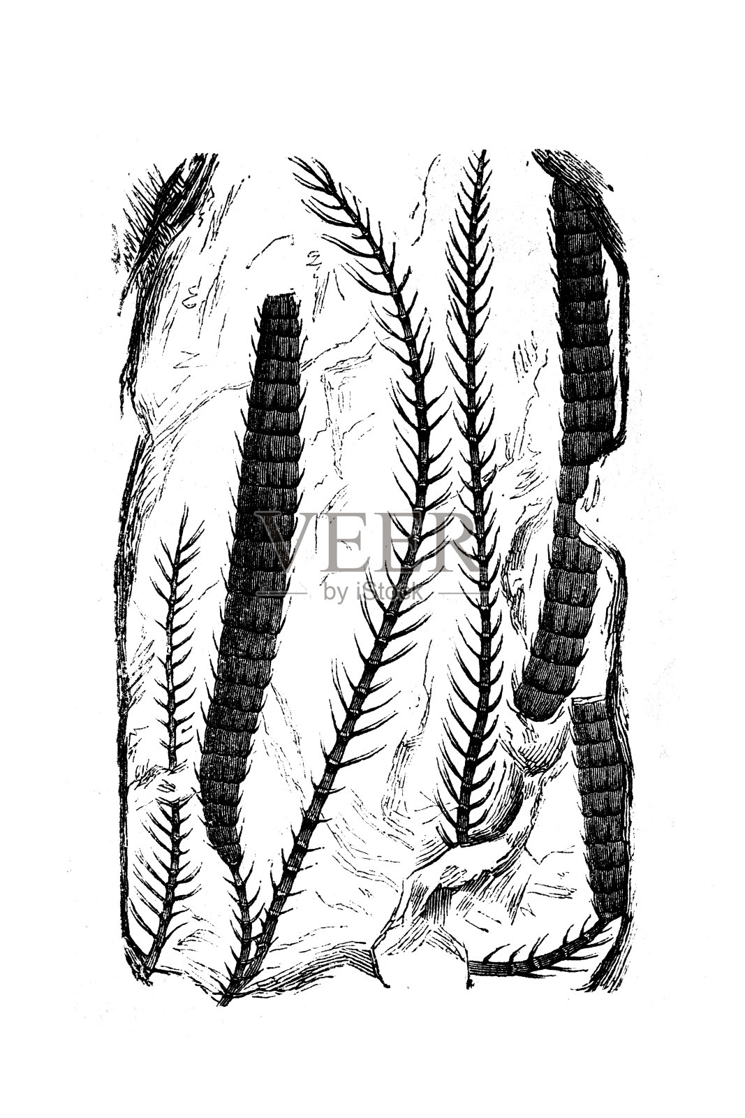 化石植物，叶门插画图片素材