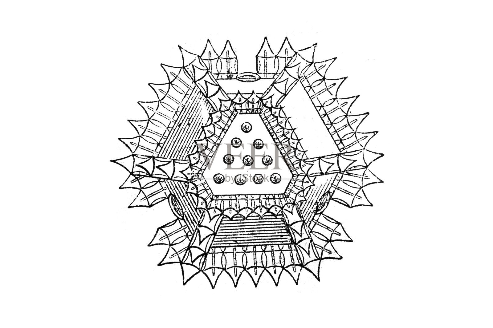 红腹雉花粉粒的发育，也称为山羊毛或红腹雉插画图片素材
