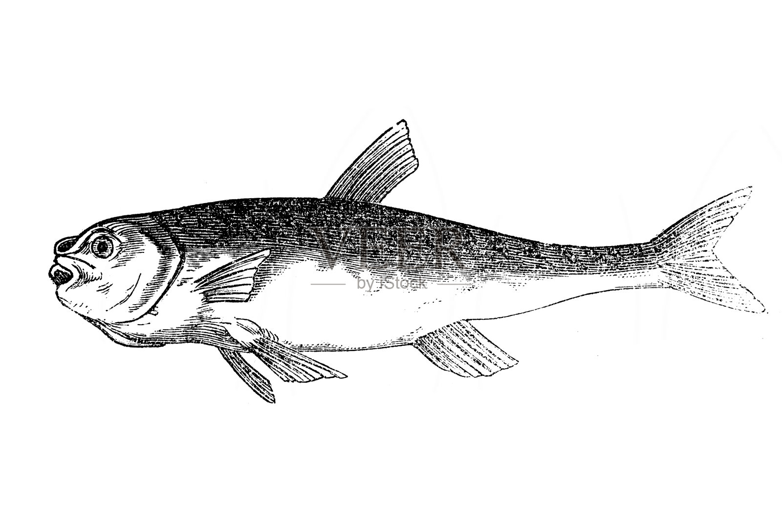 鲦鱼（Phoxinus phoxinus）插画图片素材