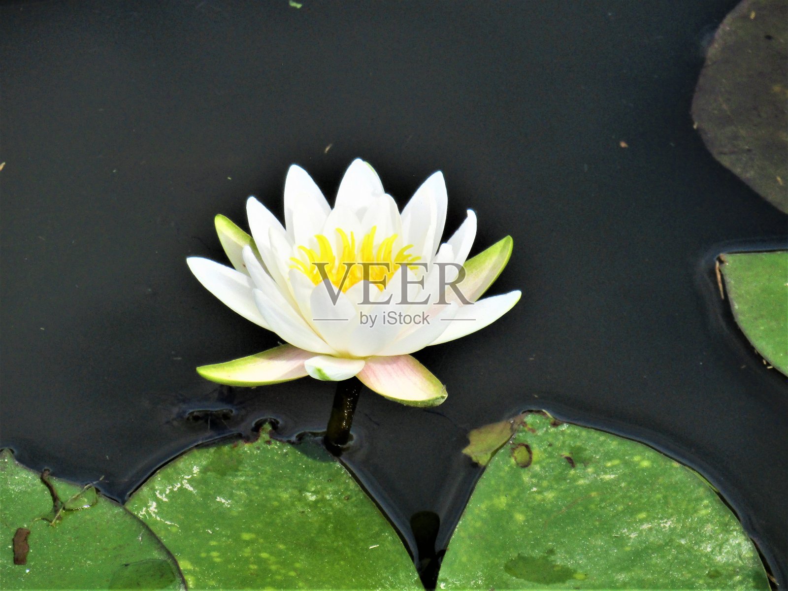 日本。9月。睡莲。照片摄影图片