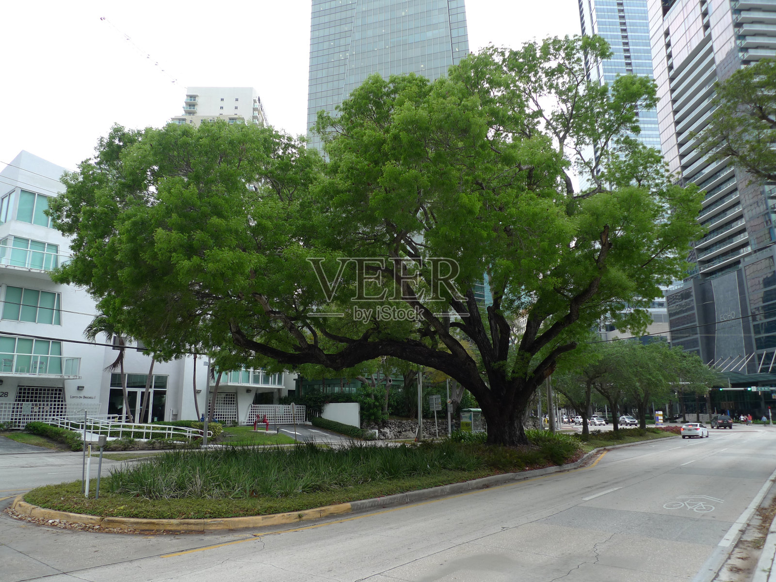 桃花心木树照片摄影图片