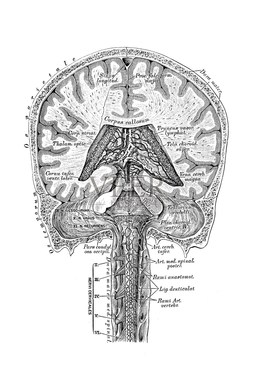大脑和脊髓的血管和淋巴管插画图片素材