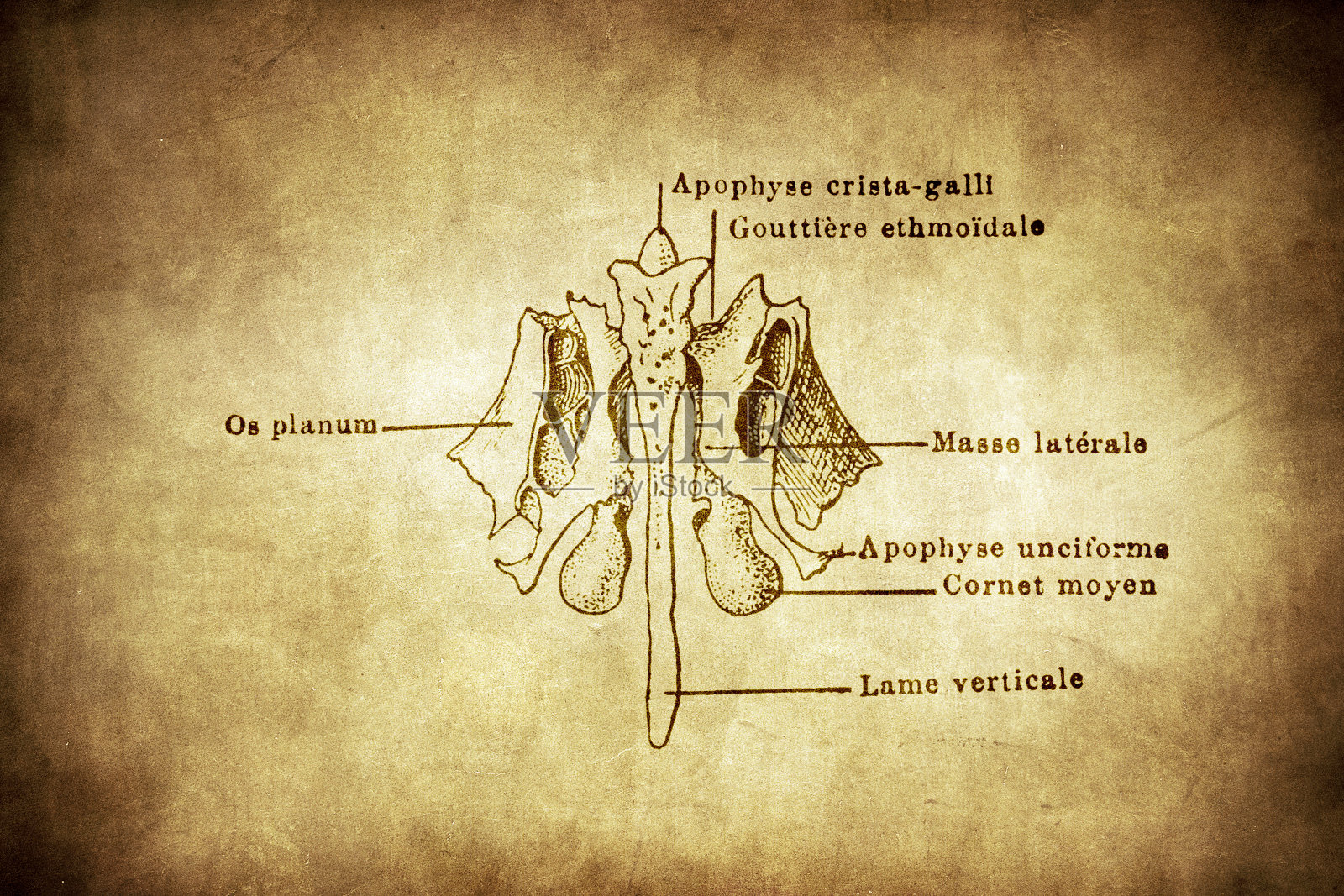 筛骨插画图片素材