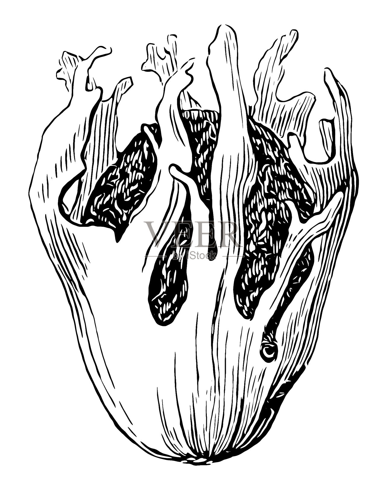 肉豆蔻(肉豆蔻,桂花)设计元素图片