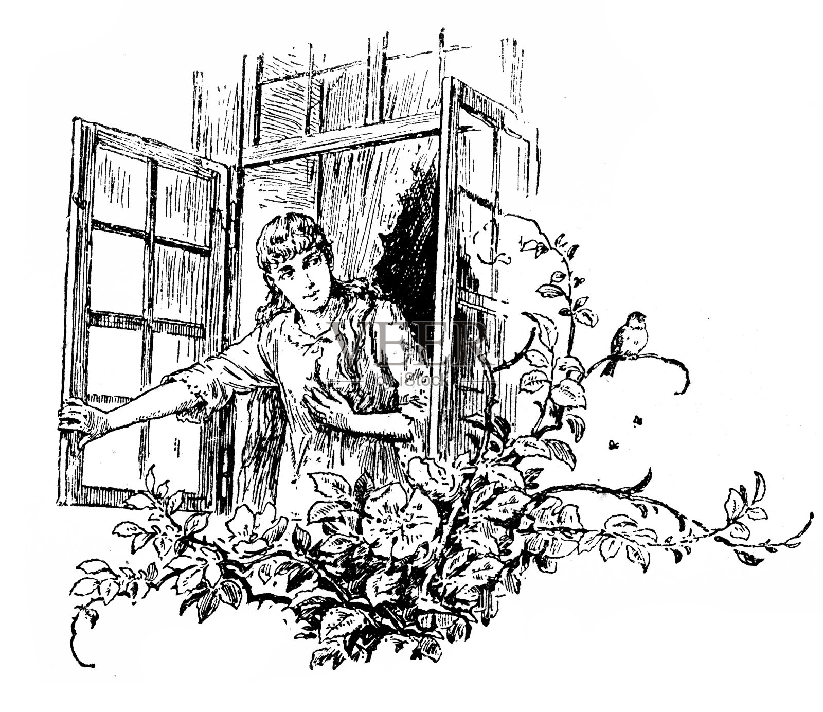 女孩在窗口看鸟插画图片素材