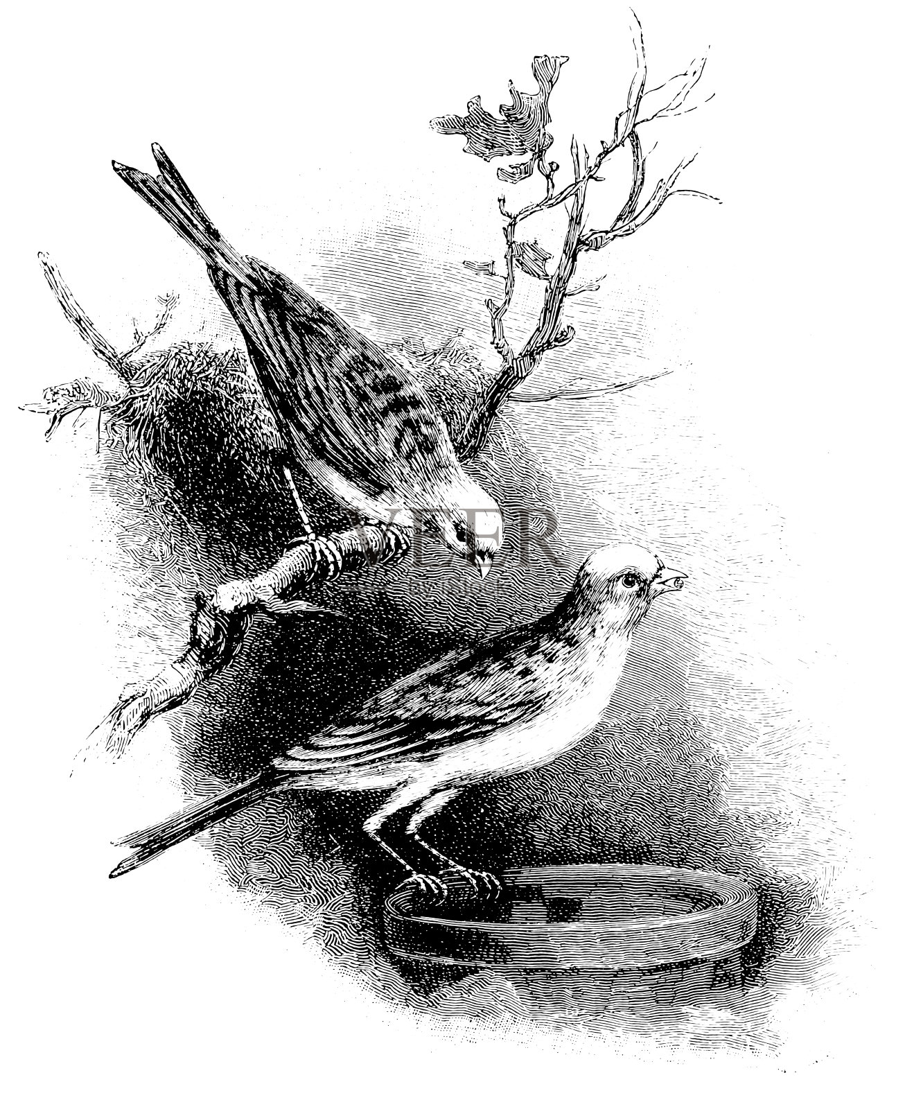 金丝雀,英语繁殖设计元素图片