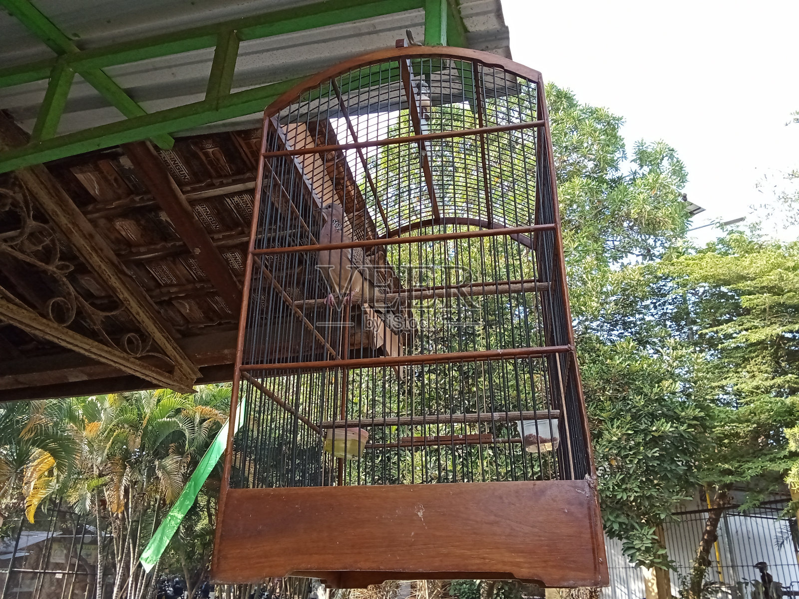 Spilopelia对照片摄影图片