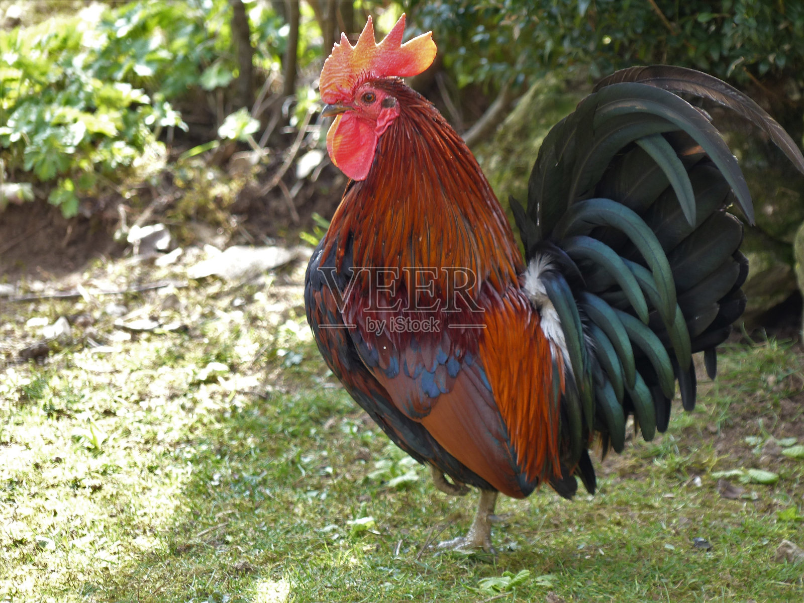 公鸡照片摄影图片