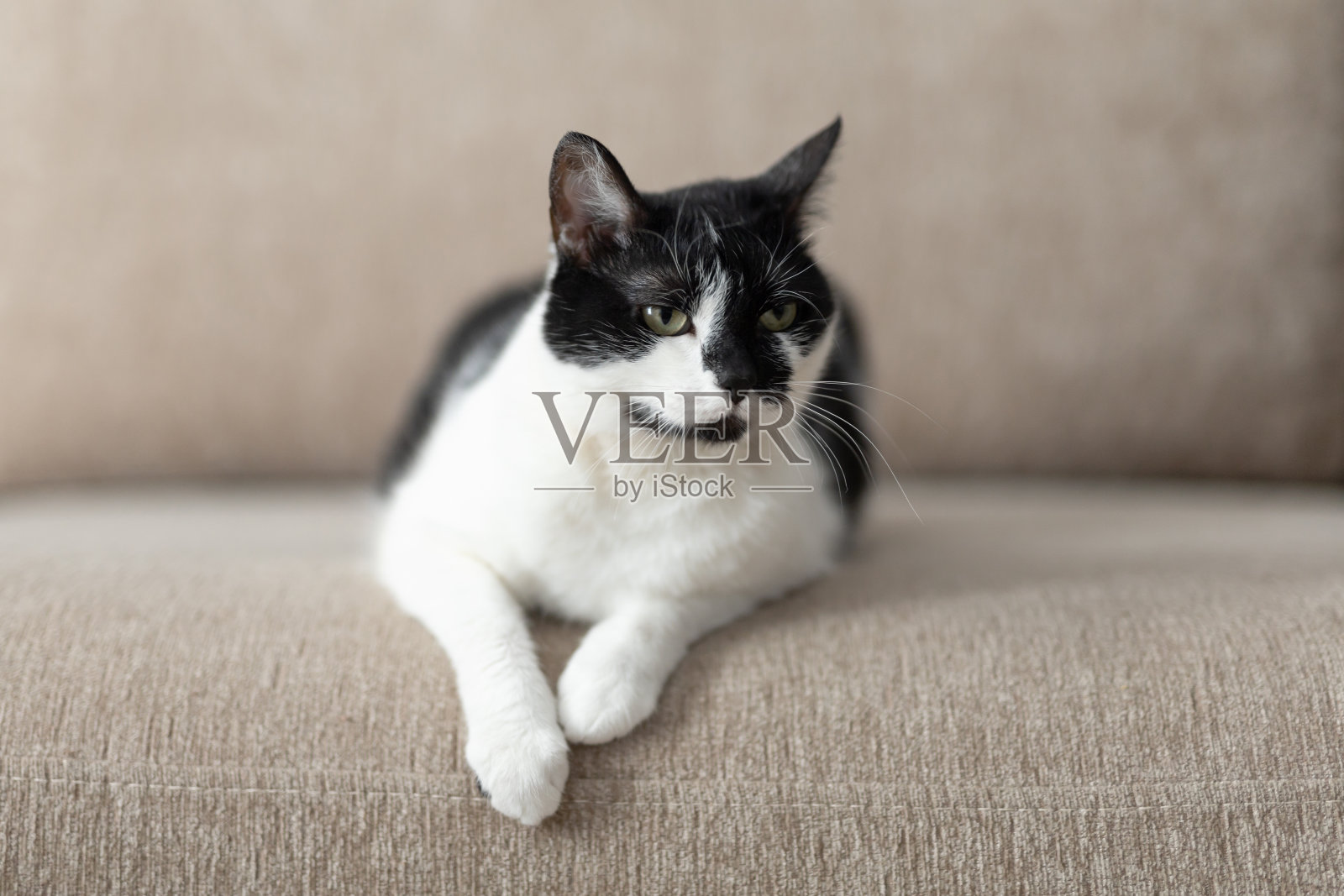 愤怒的姜黄色猫在客厅的沙发靠垫上放松。可疑的搞笑宠物在家里享受休息照片摄影图片