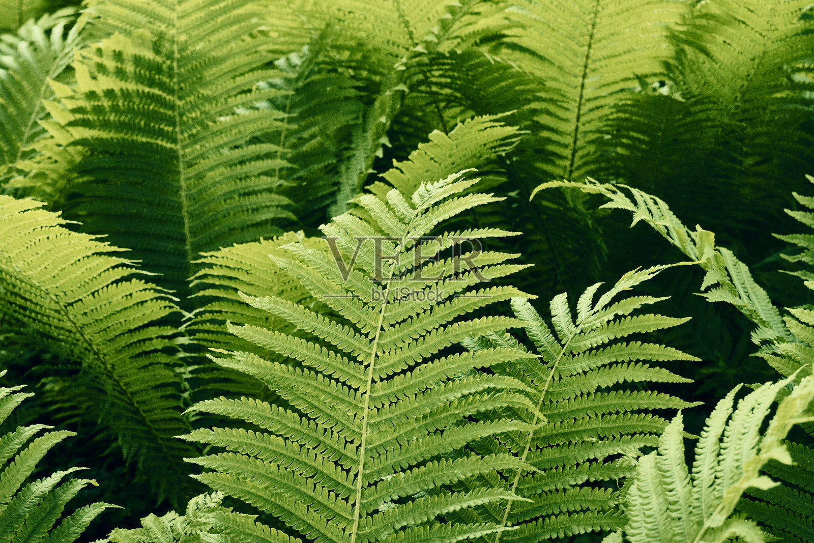 蕨类植物在森林照片摄影图片