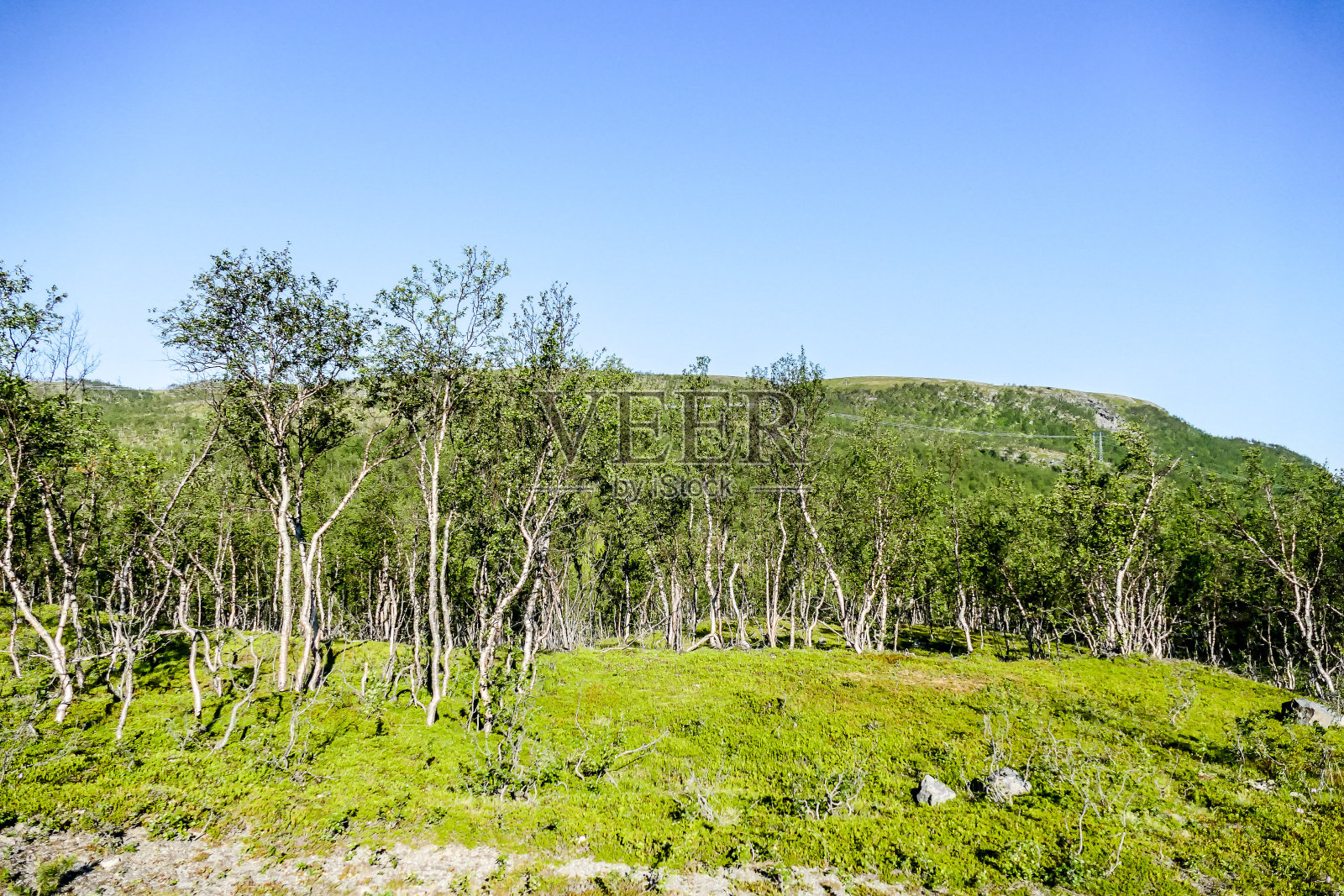 瑞典，斯堪的纳维亚，北欧，树木和蓝天的风景，摄于欧洲北部照片摄影图片